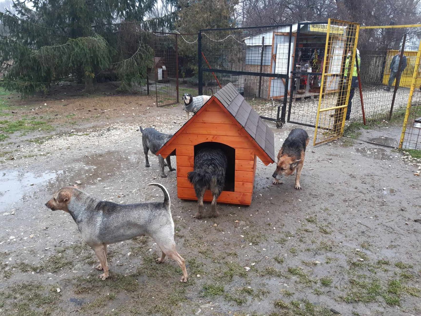Adományozás a tököli állatmenyhelynek